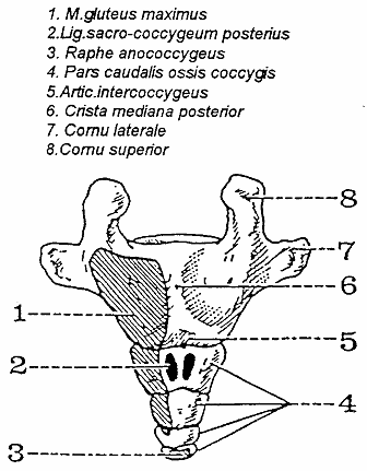 Steißbeinschmerzen 8